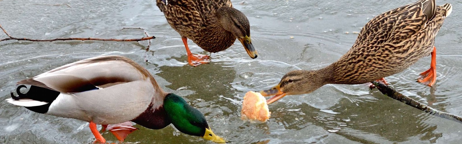 Ne pas nourrir les canards – Corbeil-Essonnes